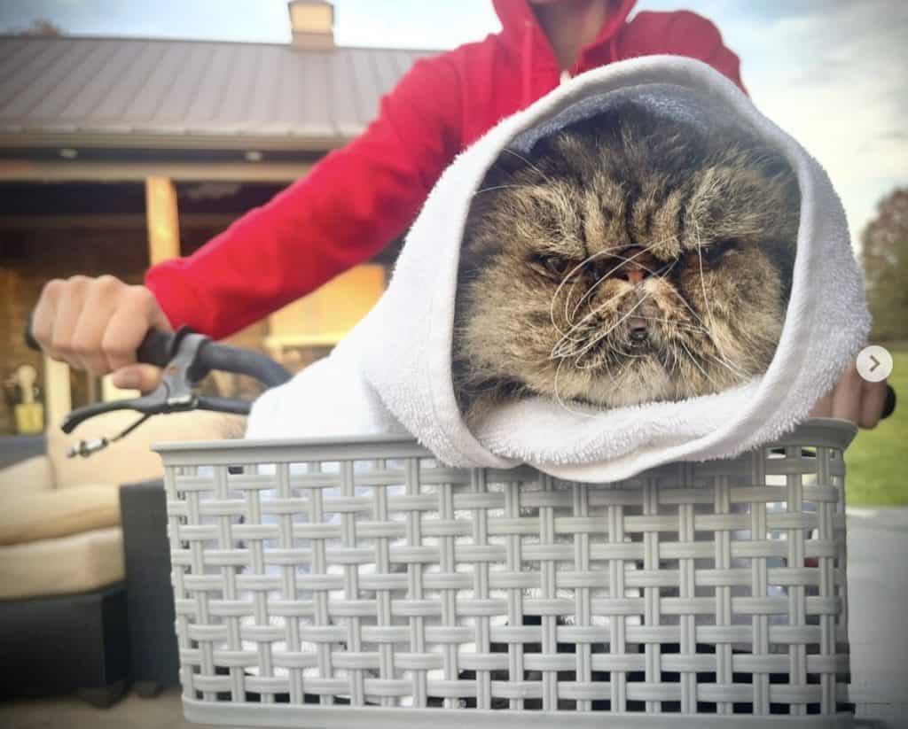 angry kitty in basket